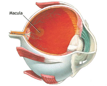 Figura ilustrativa macula